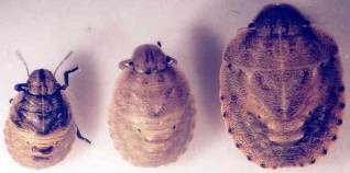 2.3.4. dönem nimfler